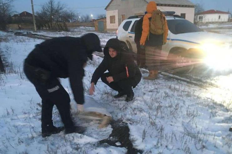 В Одесской области застрелили хаски: фото убийца опубликовала в Viber-чате